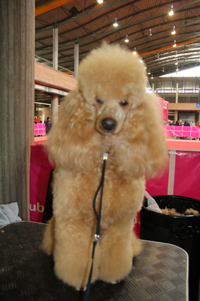 CH. Floreal Very Irresistible