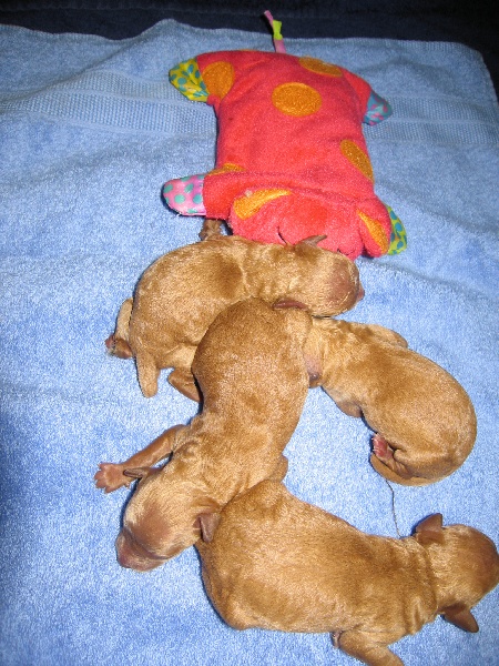 Kalinka's puppies